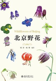 属相猪性观念